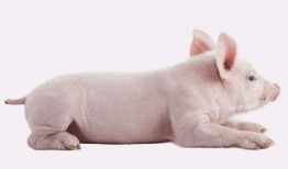 十一月份猪价爆料最新,供需博弈下的市场新动向”